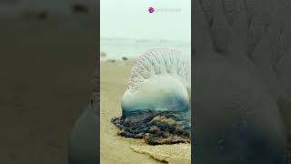 Beware the Portuguese Man o War [upl. by Neeloc]