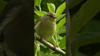 Common chiffchaff song bird song [upl. by Davine363]