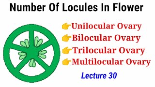 Number Of Locules In Flower Lecture 30 In HindiUrdu [upl. by Mientao]