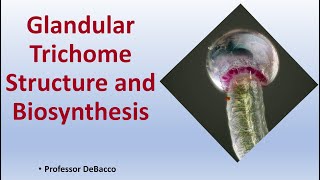 Glandular Trichome Structure and Biosynthesis [upl. by Krystyna]