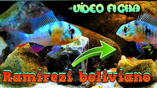 MIKROGEOPHAGUS ALTISPINOSUS RAMIREZI BOLIVIANO Cuidados en ACUARIOS [upl. by Airel]