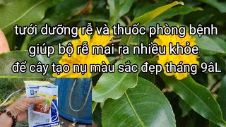 248âLTưới dưỡng và thuốc trị bệnh để cây mai khỏe tạo nụ và không đen nụ [upl. by Nahgen]