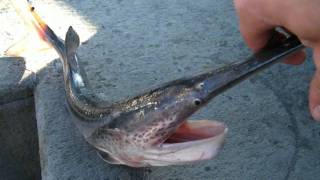 RARE SPOONBILL CATFISH CATCH AND RELEASE OF THIS ENDANGERED SPECIES OF FISH IN HD [upl. by Kerad]