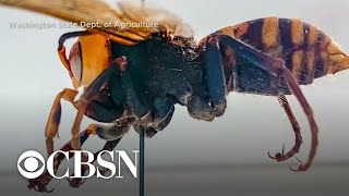 quotMurder hornetsquot arrive in US posing risk to honeybees and even humans [upl. by Ykcul502]