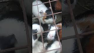 Guinea pig farm ♥️my guinea pig videoplease subscribe my YouTube channel ❤️🙏🥰 [upl. by Autumn]