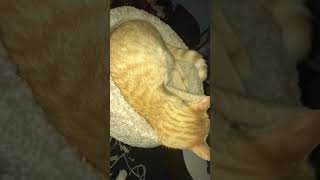 Cat breathing fast labored asthma pneumonia clavamox male orange kitten [upl. by Enautna85]