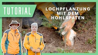 Wolfi zeigt Lochpflanzung mit dem Hohlspaten I Tutorial Pflanzung Pflanzen [upl. by Eseerahs]