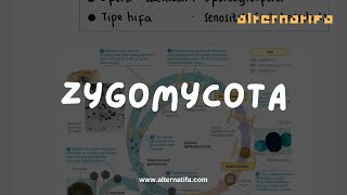 Kingdom Fungi Zygomycota  Biologi  Alternatifa [upl. by Drucie50]