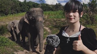 asmr with elephants 🐘 🇹🇭 Chiang Mai Thailand [upl. by Delly]