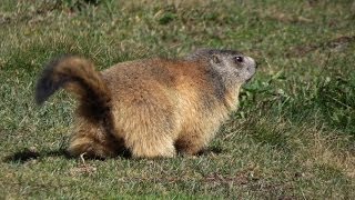 Les marmottes en dessous du lac de lEychauda [upl. by Eerok]