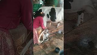 royal shetkari milking cows shorts youtubeshorts shortsfeed cows milk viral milking farming [upl. by Dragde]