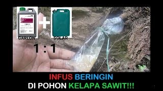 PLANTATION INFUS GULMA EPIFIT BERINGIN DI POHON KELAPA SAWIT [upl. by Renmus]