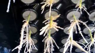 House amp Garden Nutrients  Australian Grow  2 Weeks into Flower Amazing Growth [upl. by Boris]