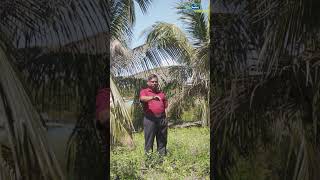 Benefits of Sowing Sanappu in Coconut Garden [upl. by Sailesh]