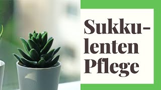 Sukkulenten pflege  So gehts [upl. by Aryan]