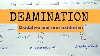 Deamination  Oxidative and nonoxidative deamination [upl. by Christian]