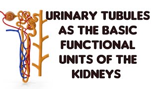 How the urinary tubules function as Excretory units [upl. by Winchell]