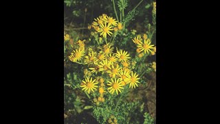 Tansy ragwort [upl. by Lacym565]