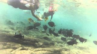 Snorkeling et rencontre avec les dauphins à Hawaï [upl. by Damalus941]