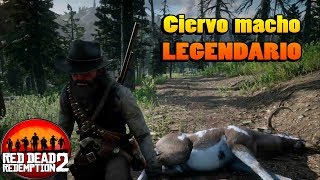 Ciervo macho legendario  Guia caza RED DEAD REDEMPTION 2 [upl. by Vitoria]