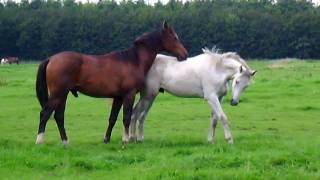 Horses in the field Stabilized [upl. by Hgielrak467]