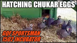 Hatching Chukar Partridge Eggs  GQF Sportsman 1502 Incubator [upl. by Aniraad]