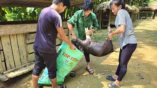 Sell farm pigs fence around banana gardens animal care  farm building  Bàn Thị Diết [upl. by Aihsenak]