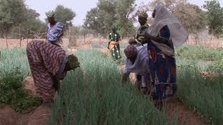 Lirrigation goutte à goutte au Burkina Faso [upl. by Turpin52]