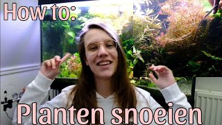 Hoe snoei je Aquariumplanten in Aquascape terug in vorm Stap voor stap uitgelegd Nickey [upl. by Aerdnahs]