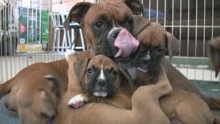 Cute 6 Week Old Boxer Puppies Playing [upl. by Phelgen]