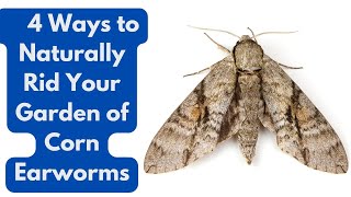 4 Ways to Naturally Rid Your Garden of Corn Earworms [upl. by Nyad]