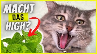 Macht Katzenminze unsere Katzen high [upl. by Comfort]