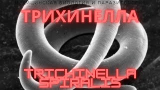 Трихинелла  Trichinella spiralis  Трихинеллез Жизненный Цикл Симптомы Диагностика Профилактика [upl. by Aehsa442]