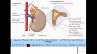 ACTH Cortisol Androgene Aldosteron 58 [upl. by Jerrilyn]