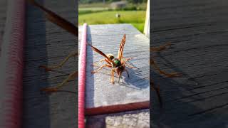 Pulp collecting by Polistes paper wasp [upl. by Tayib]