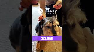 SCENAR THERAPY AS A COMPLEMENTARY TREATMENT METHOD FOR DOGS dog healthylife neuromodulation [upl. by Anires]