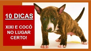 👉 COMO ENSINAR O CACHORRO A FAZER XIXI E COCÔ NO LUGAR CERTO Necessidades Adestramento de Cães [upl. by Laurin]