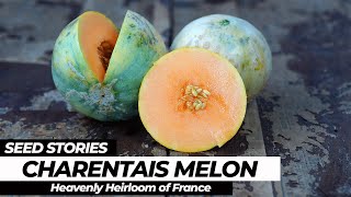 Charentais Melon A Heavenly Heirloom Of France [upl. by Malonis]