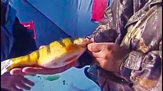 Devils Lake Ice Fishing Jumbo Perch Babe Winkelman Good Fishing [upl. by Akere163]