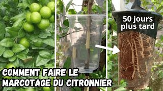 Comment obtenir un Citronnier Nain marcotage du citronnier [upl. by Gelhar29]