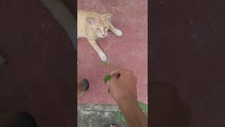 Acalypha indica cats shortvideo [upl. by Roman812]