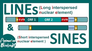 LINEs and SINEs  Poly A retrotransposon  Genetic organization of LINE and SINE  Mol bio [upl. by Damien]