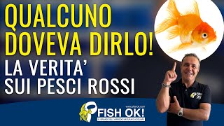 🐟 Qualcuno deve dirlo La Verità sui Pesci Rossi [upl. by Ezar]