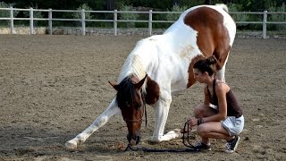 Tuto N°6 ★ Apprendre la révérence a son cheval à pied [upl. by Goltz930]