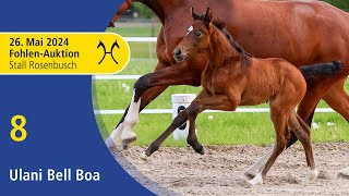 Live Auction  Jumping Foals  May 26th  No 8 Ulani Bell Boa by Untouchable  Casall [upl. by Ennairej]