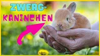 ZWERGKANINCHEN RASSEPORTRAIT  Haltung Pflege amp Gehege [upl. by Jehias]