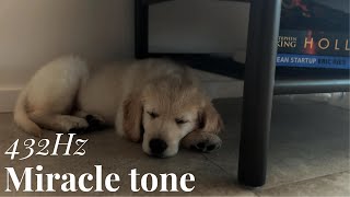 Cute Sleeping Golden Puppy 432 Hz [upl. by Inman]