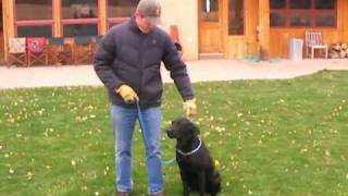 How to Train Labrador Retrievers [upl. by Yanal]