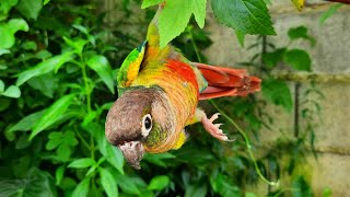 baby green cheek conure sounds  I perform acrobatics for to day [upl. by Rednal912]