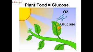 Science  Plants food and Photosynthesis  Telugu [upl. by Shabbir]